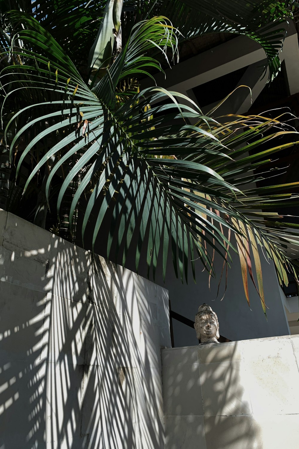 green palm plant beside white wall