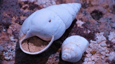 Two white, spiral seashells resting on a textured brown rock surface. The shells have a smooth, glossy appearance with natural irregularities and specks of dirt. One of the shells is cracked open, revealing soil inside.