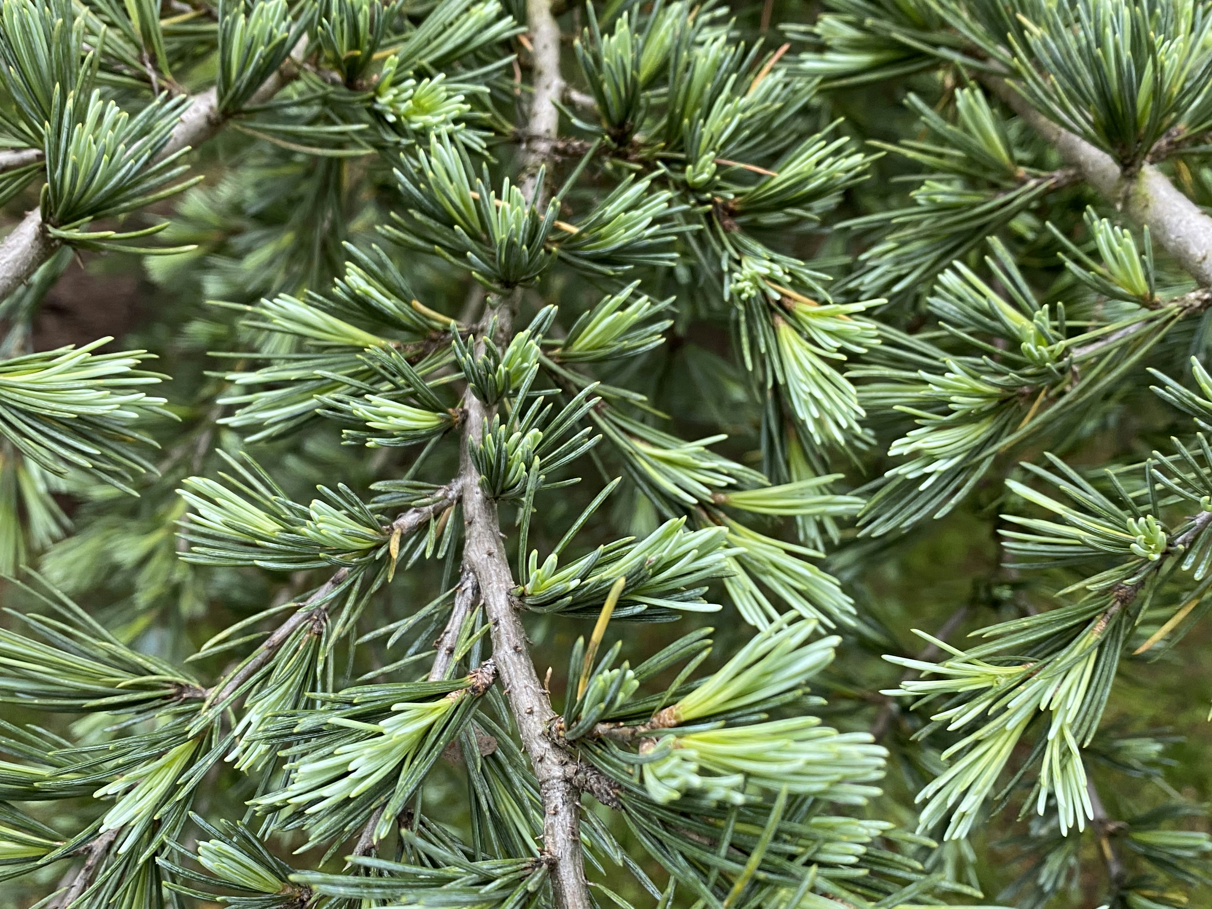 Photo by amlfountain