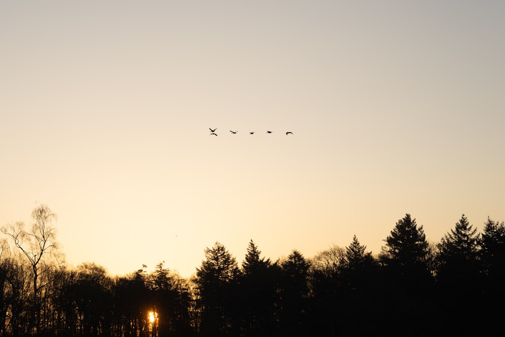 silhouette of trees during sunset