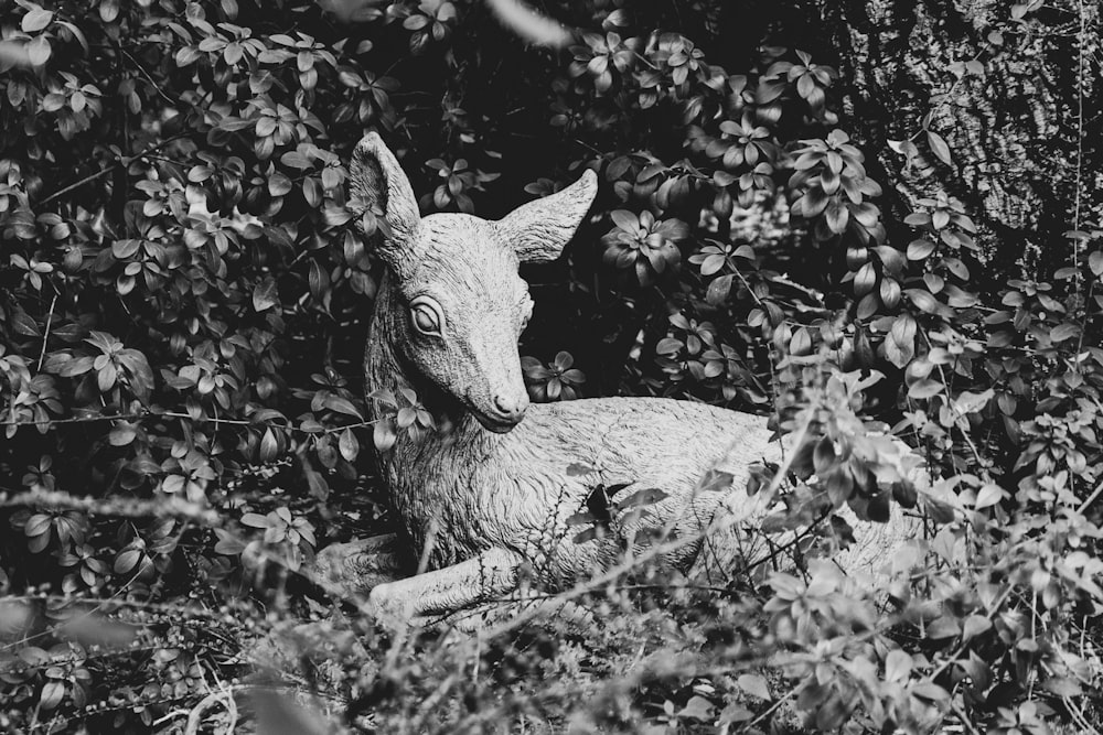 gray scale photo of deer