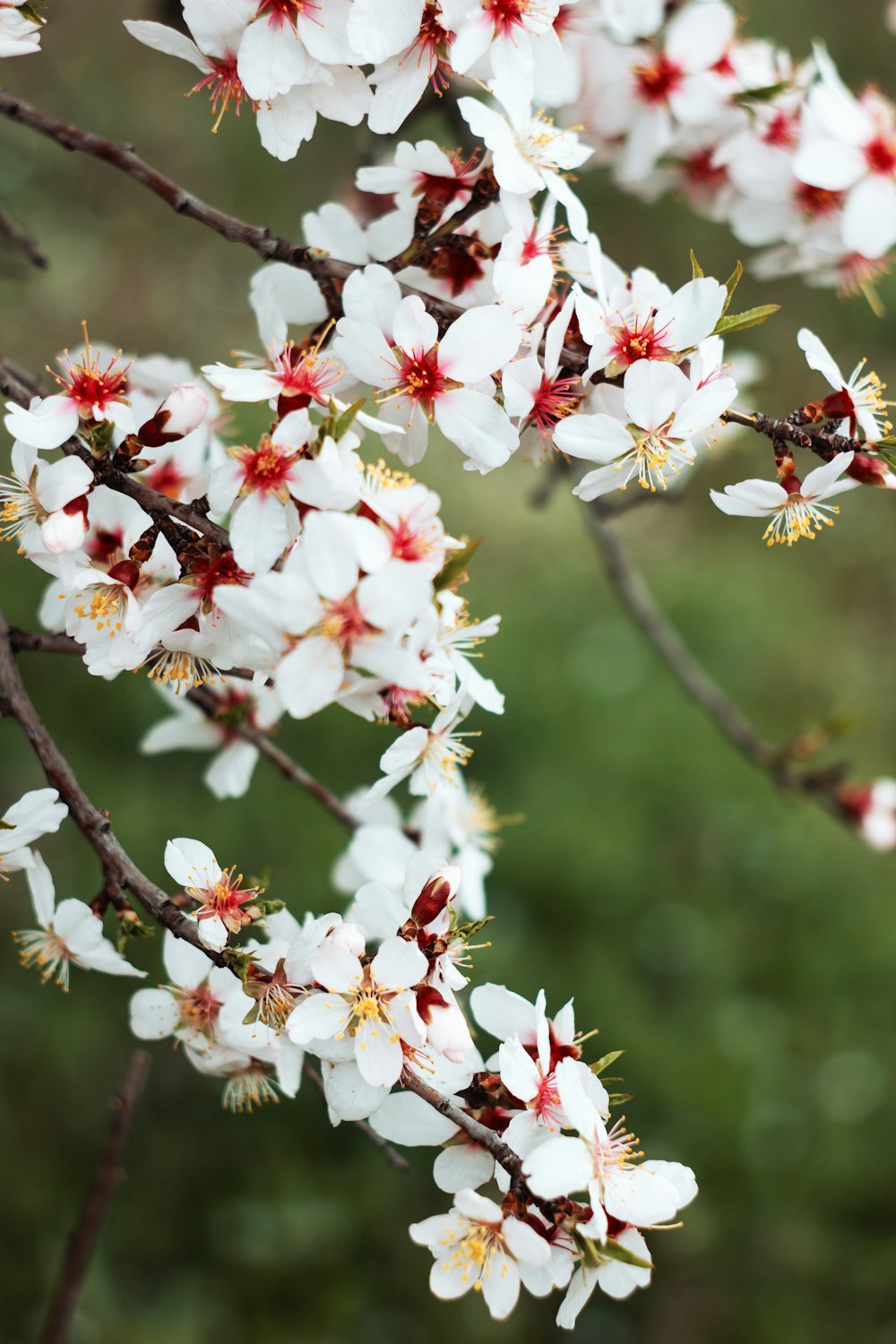 昼間に咲く白と赤の桜の花