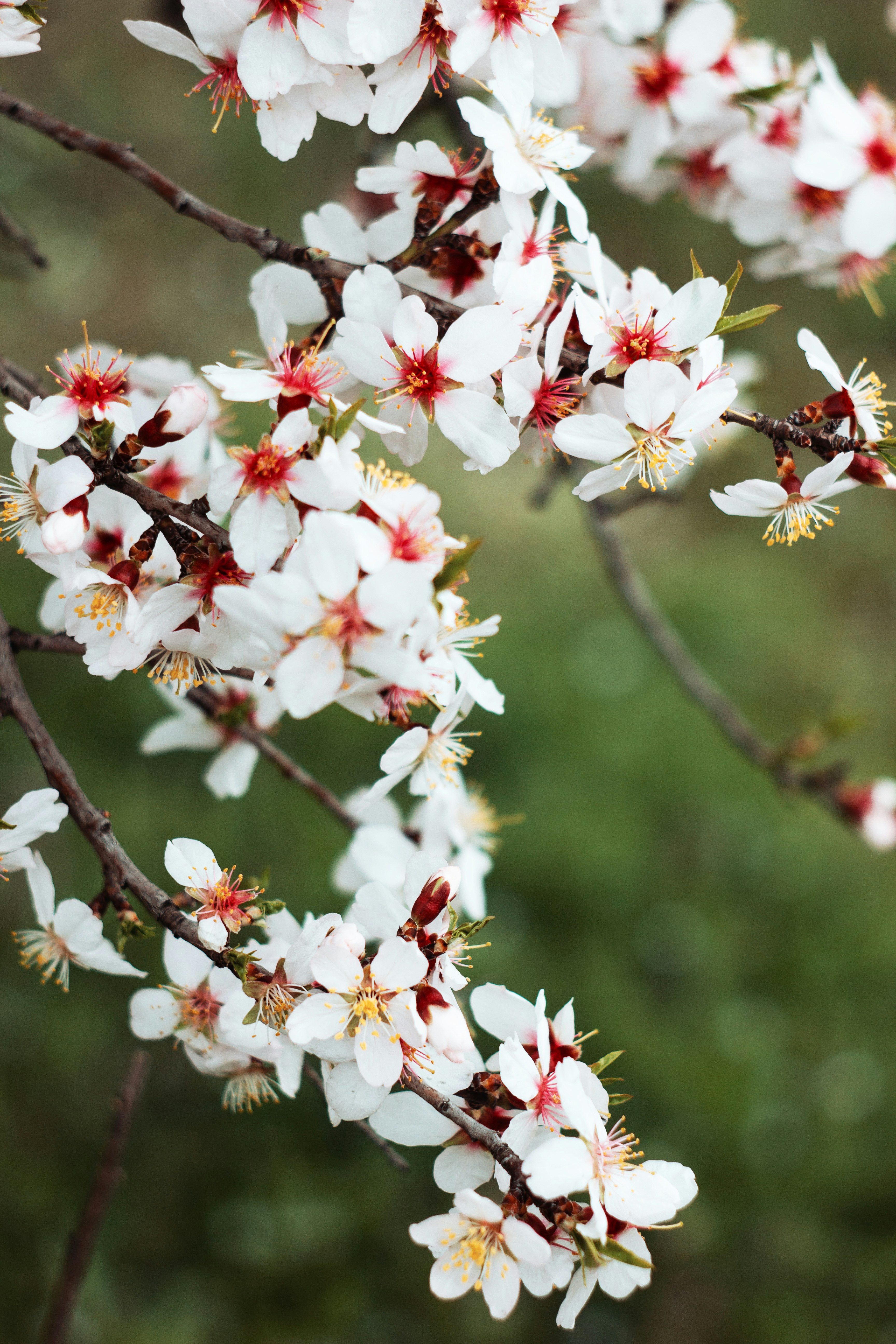 white and red cherry blossom flowers in bloom during daytime