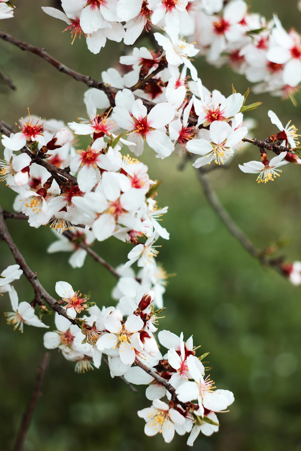 fiori di ciliegio bianchi e rossi in fiore durante il giorno