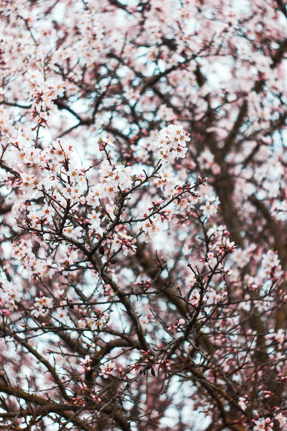 昼間のピンクの桜の木