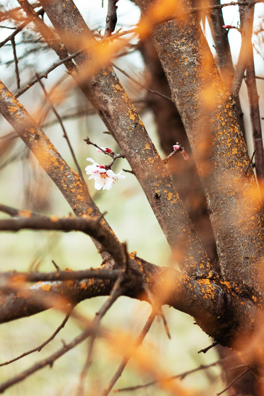red and white flower buds on brown tree branch