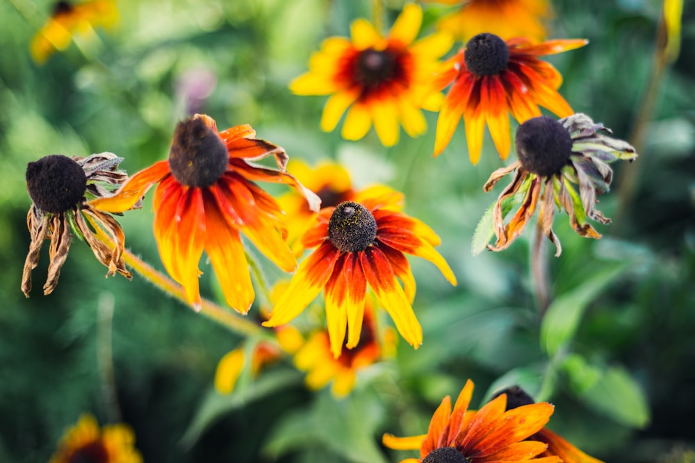 red and yellow flower in tilt shift lens