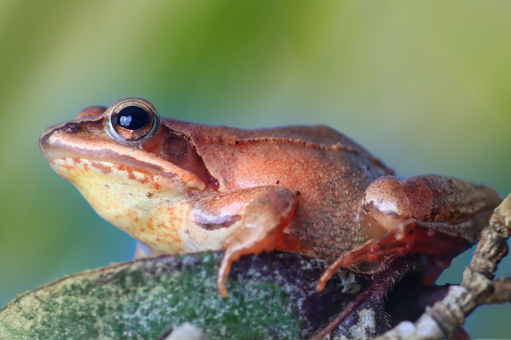 brown frog on green moss in close up photography during daytime