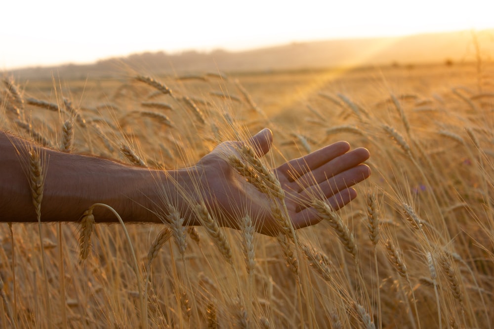 persons hand on brown grass field during daytime