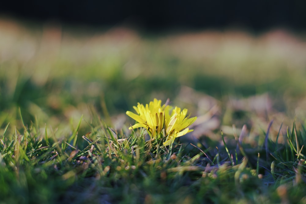 yellow flower on green grass