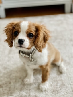 A small Cavalier King Charles Spaniel puppy with a white and brown coat sits on a light-colored rug. The puppy wears a silver collar with a bone-shaped tag and has a gentle expression with large, dark eyes.