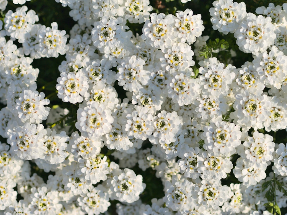 white cluster flowers in close up photography