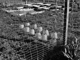 Plastic cloches cover rows of plants within a fenced garden area. Raised garden beds in the background indicate prepared plots for planting. The ground is covered in grass and soil, and there are various levels of sunlight and shadow.