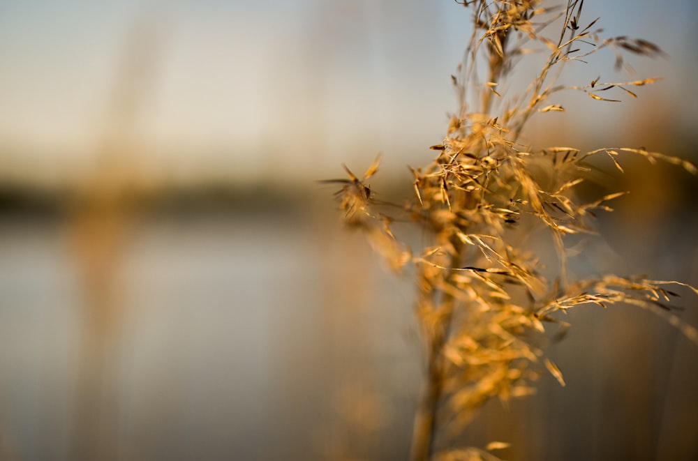 brown plant in tilt shift lens