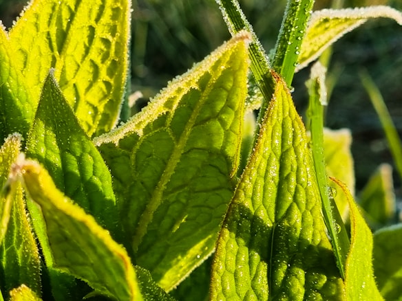 Close-up view of vibrant green leaves covered with small dewdrops, illuminated by sunlight. The leaves have a textured surface and are sharply outlined against a blurred background, giving a fresh and natural look.
