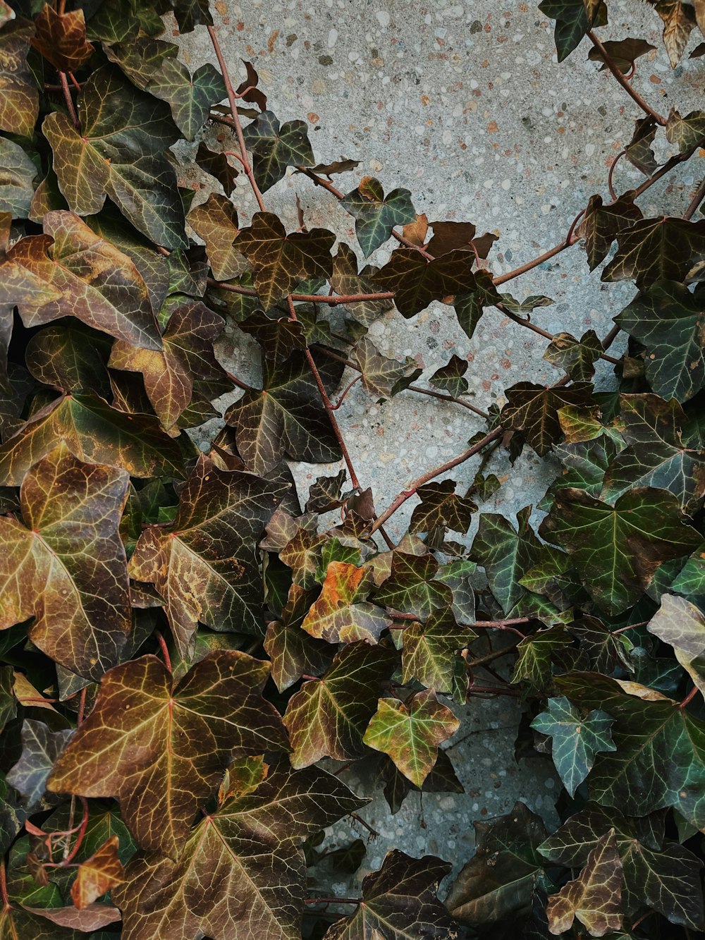 灰色のコンクリートの床に茶色の乾燥した葉