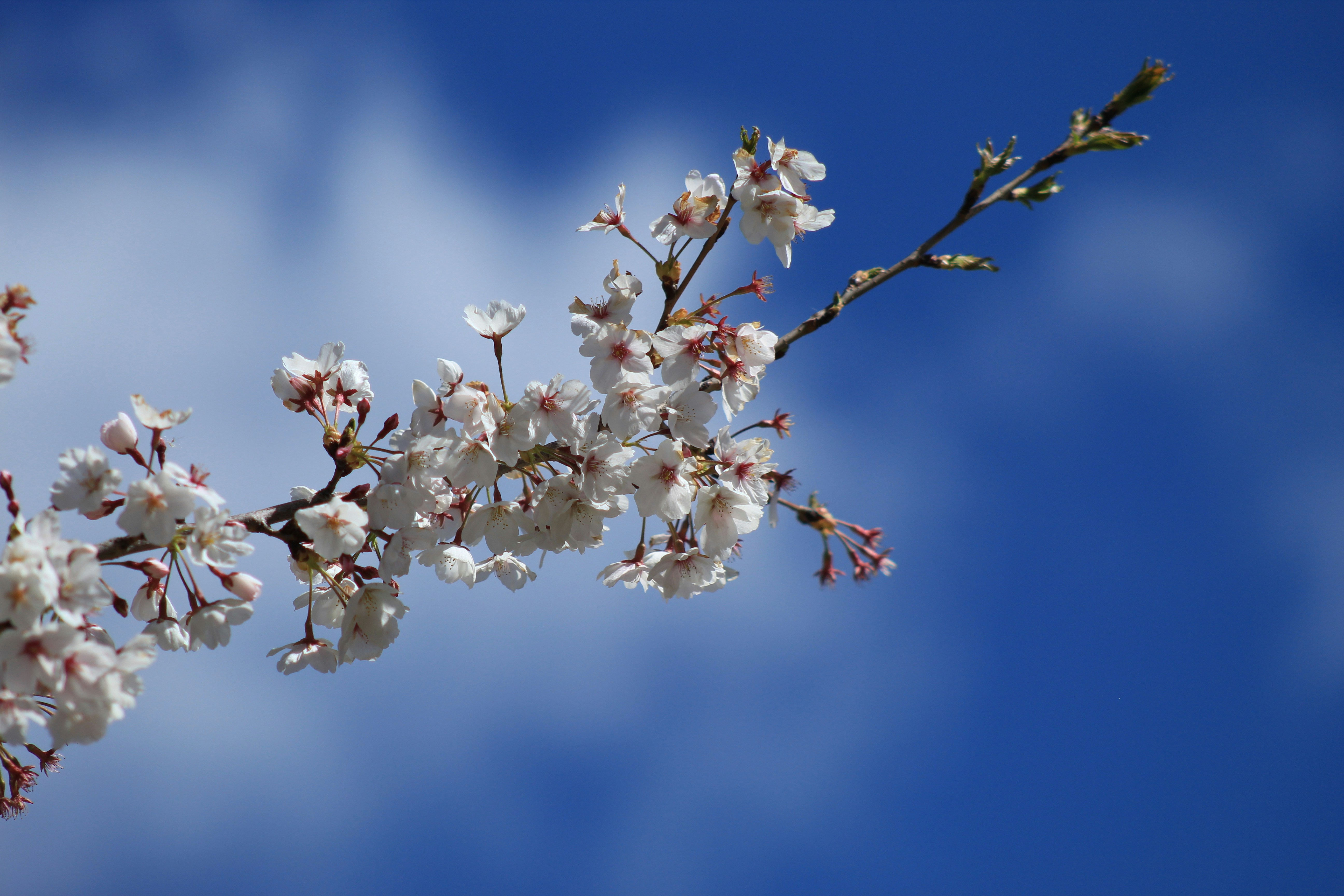 Photo by djburkephotography