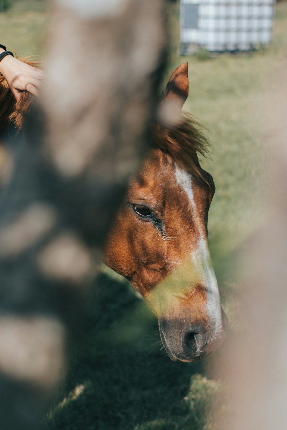 brown and white horse in tilt shift lens