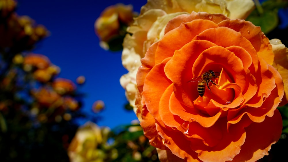 black bee on orange flower during daytime