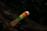 A close-up view of a wooden toothbrush with brightly colored bristles including green, yellow, blue, and red. The background is natural and blurred, possibly depicting a tree branch or dark foliage.