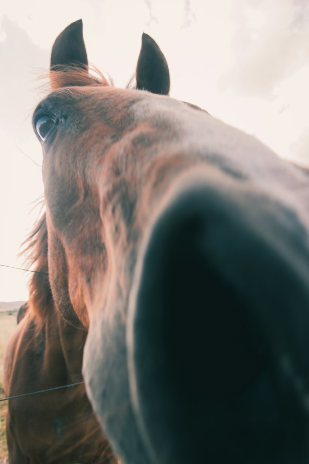 brown horse head in close up photography