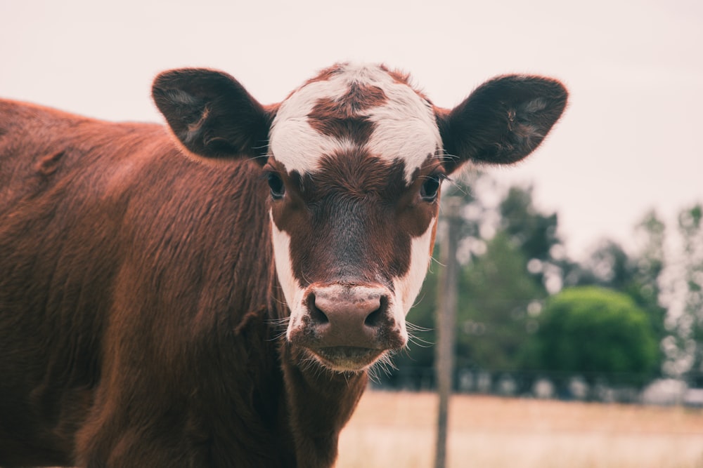 brown and white cow during daytime