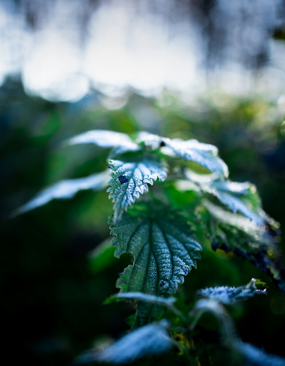 green leaf plant in close up photography