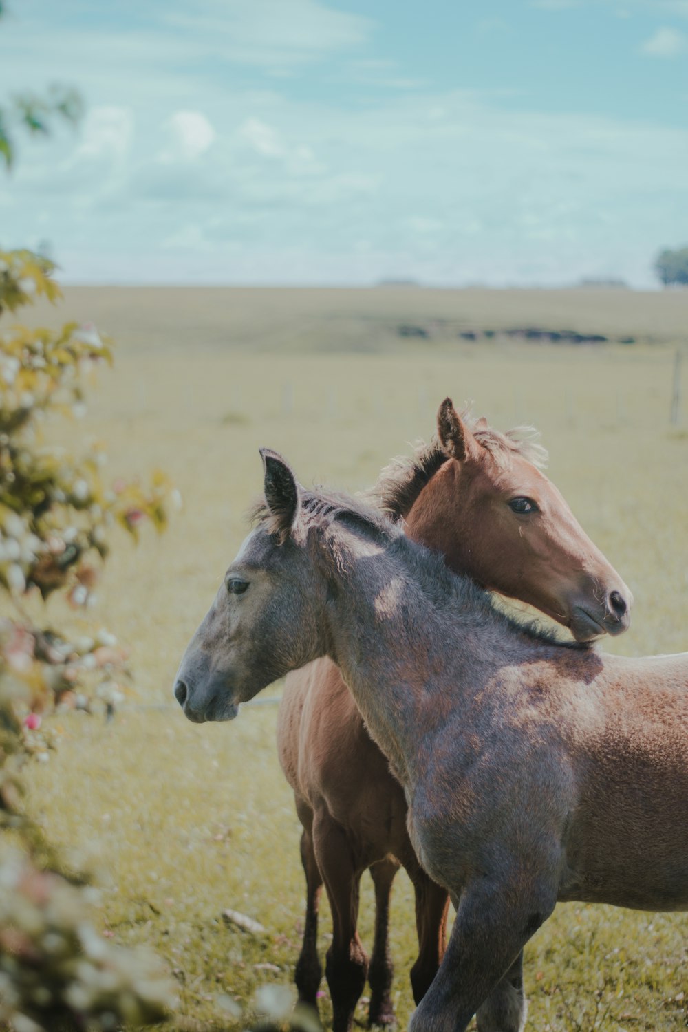 cheval brun sur un champ d’herbe verte pendant la journée