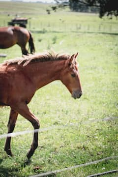 Gallop