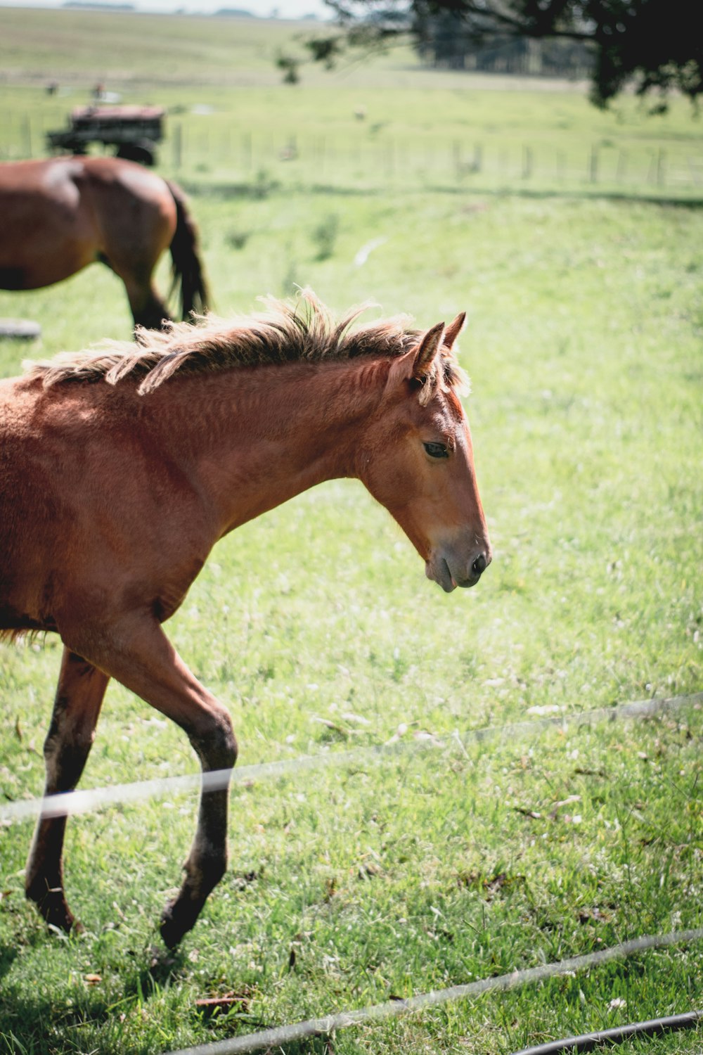 cheval brun sur un champ d’herbe verte pendant la journée