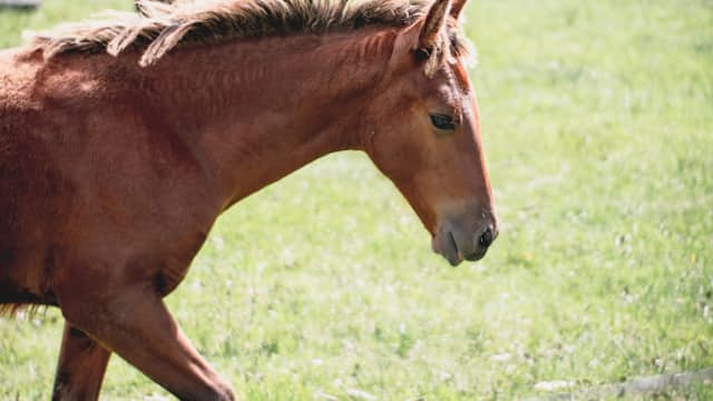 Gallop