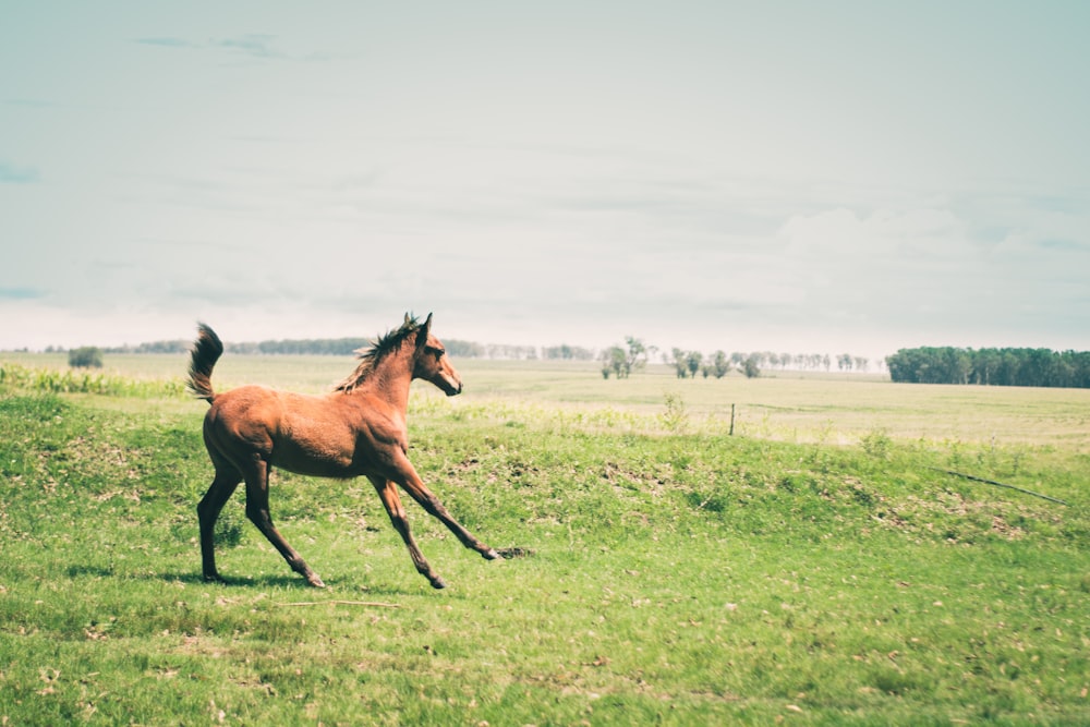 cheval brun sur un champ d’herbe verte pendant la journée