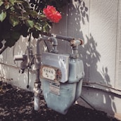 A gas meter with pipes is affixed to an exterior wall, surrounded by a garden. A single vibrant red flower with a yellow center is blooming above the meter, partially shaded by leaves.