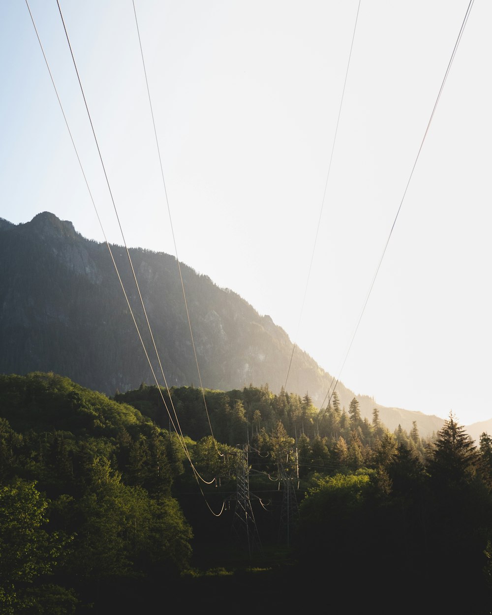 green trees on mountain during daytime