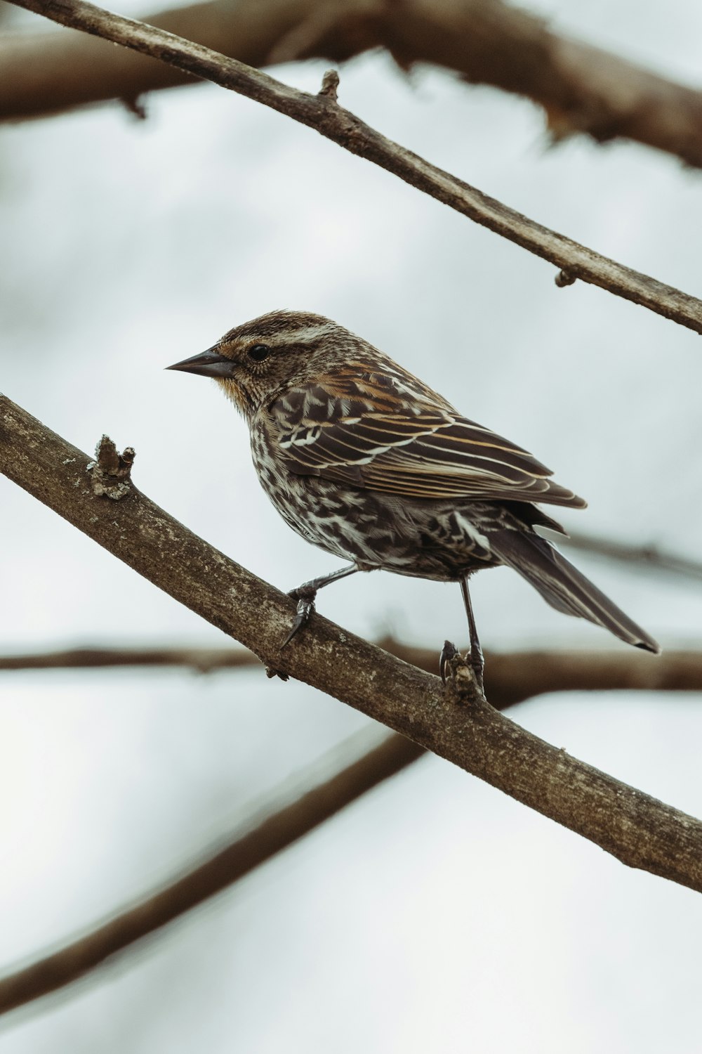 brown bird perched on brown tree branch