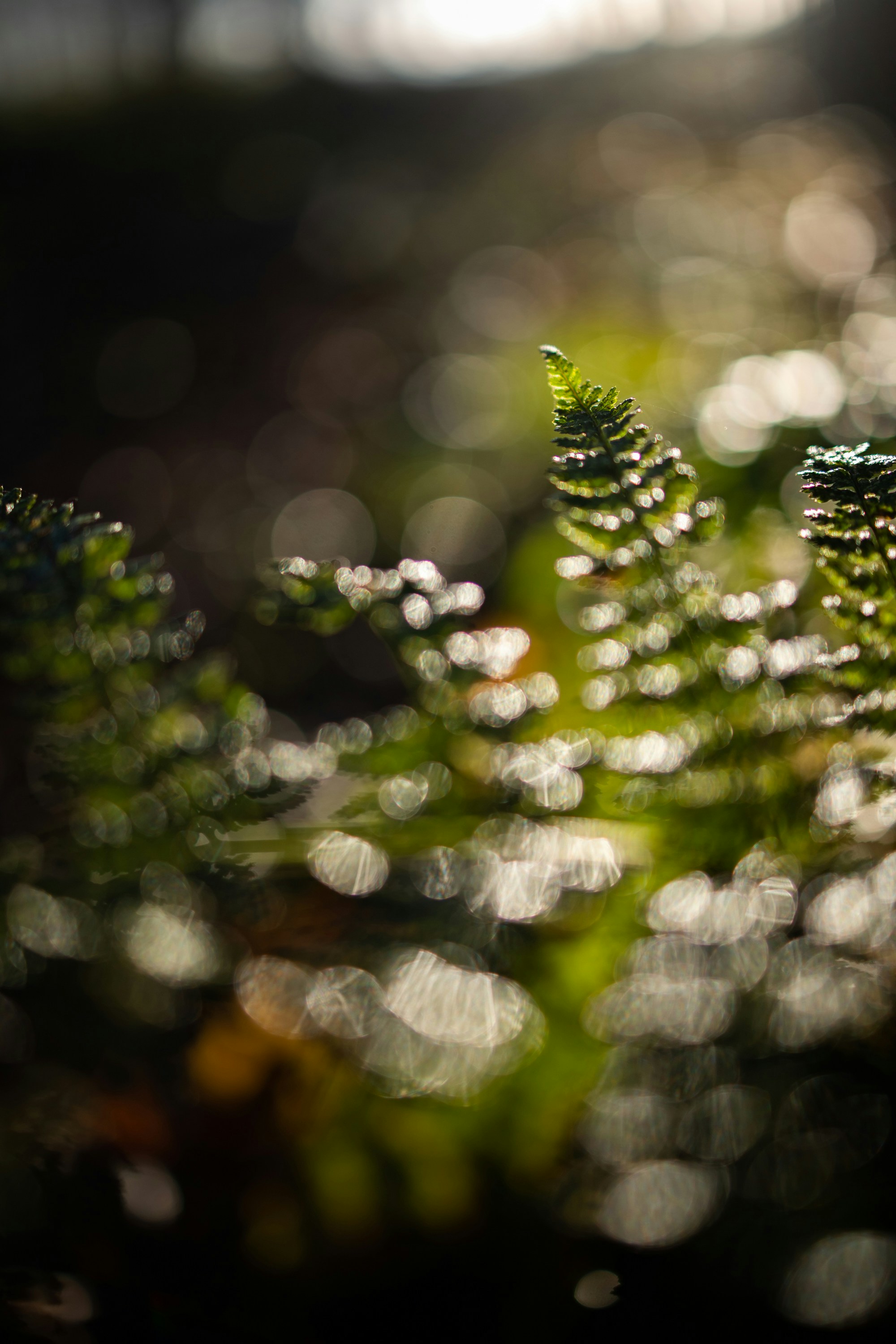 Photo by nothingbutpictures