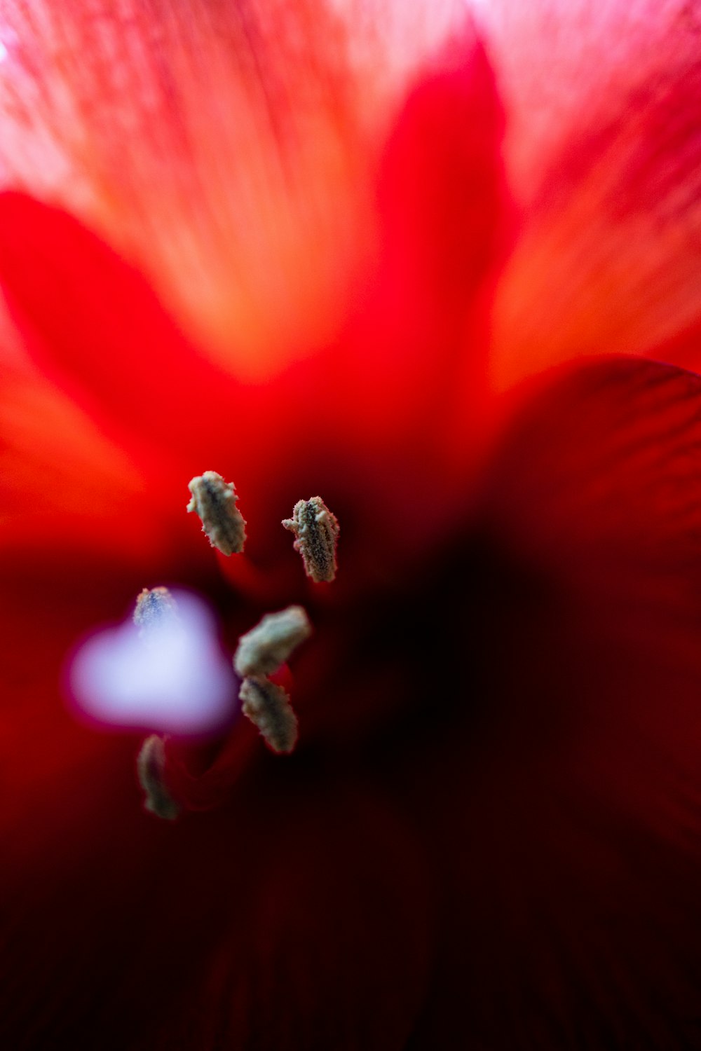 red and yellow flower in macro photography
