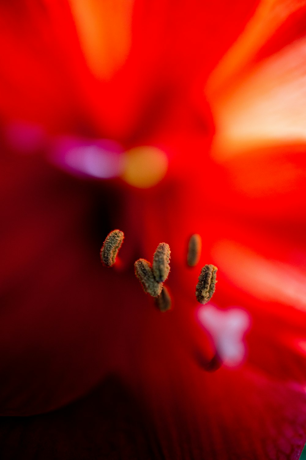 マクロ撮影の赤い花