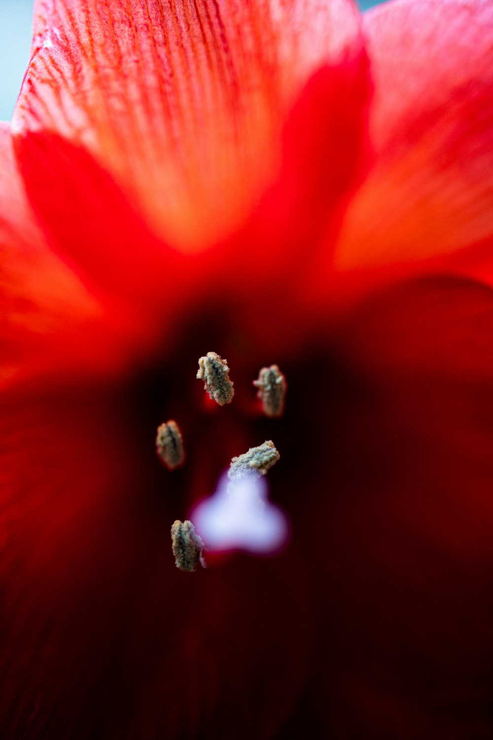 マクロ撮影の赤と白の花