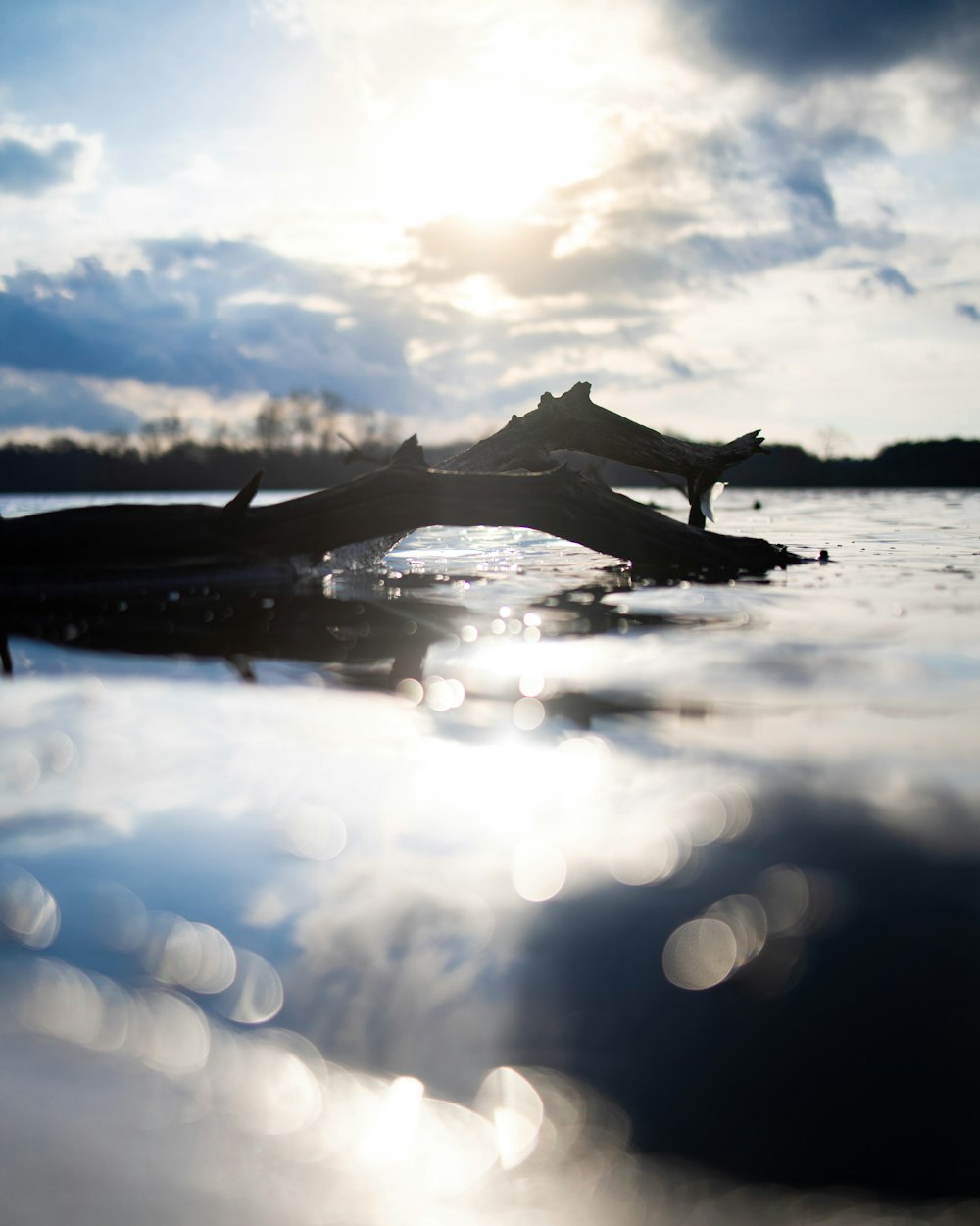 black fish on water during daytime