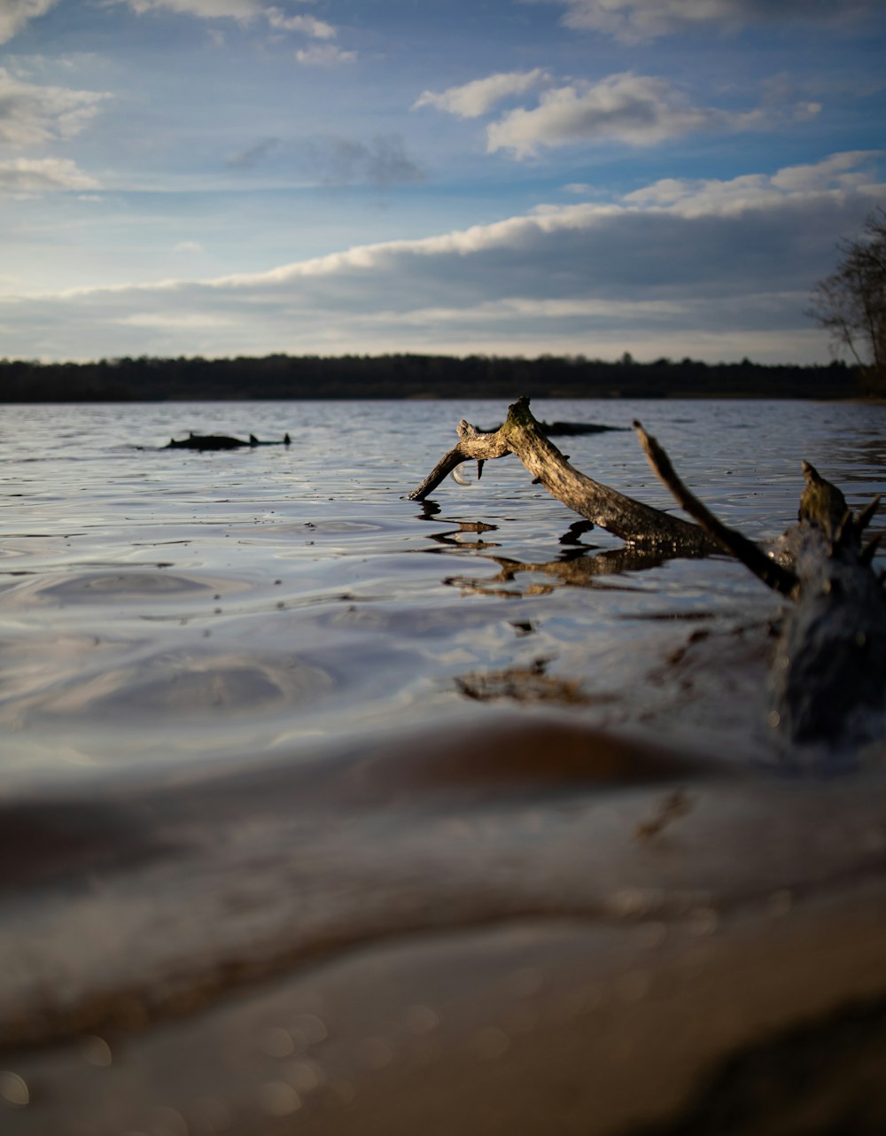 brown wood log on water