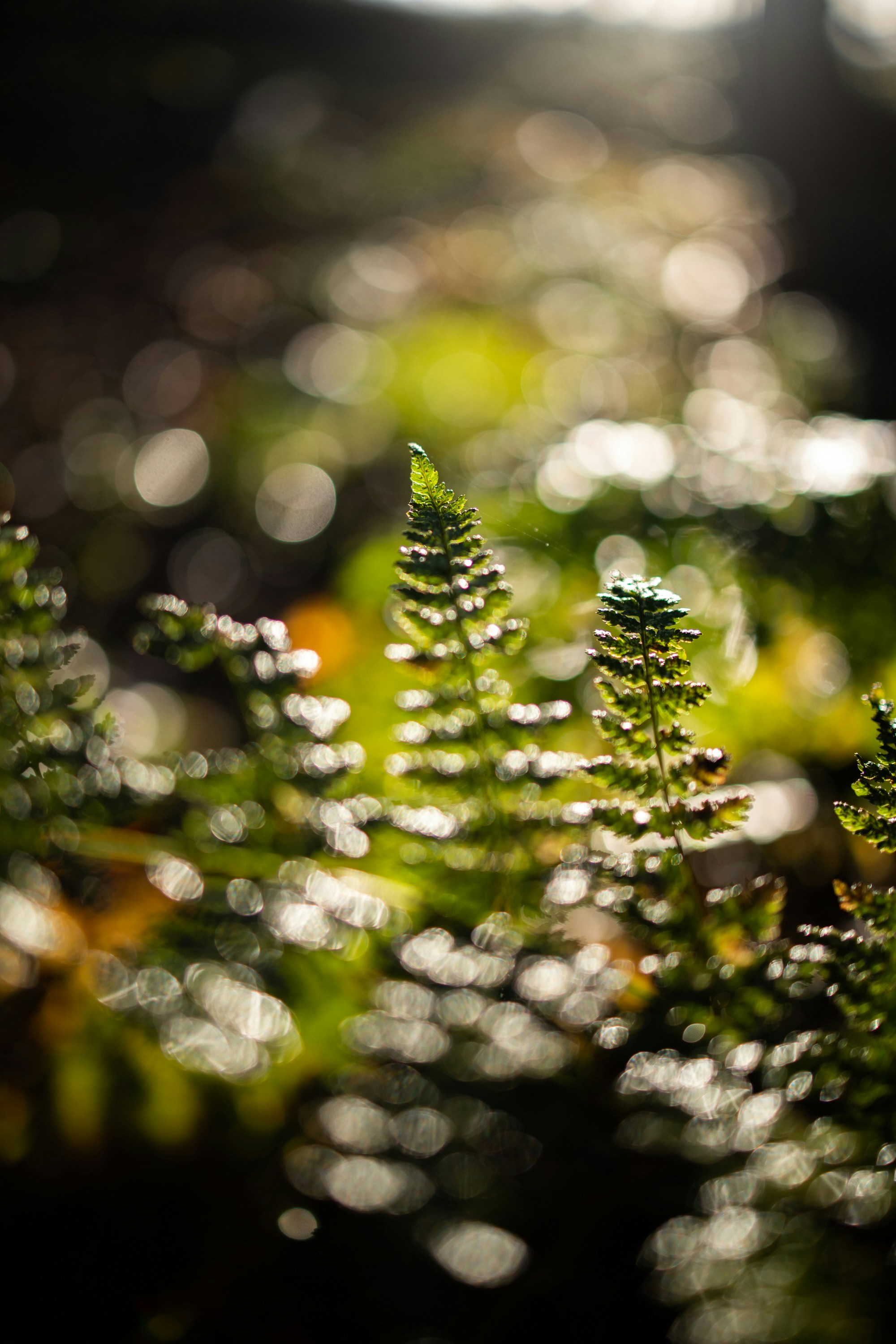 Photo by nothingbutpictures