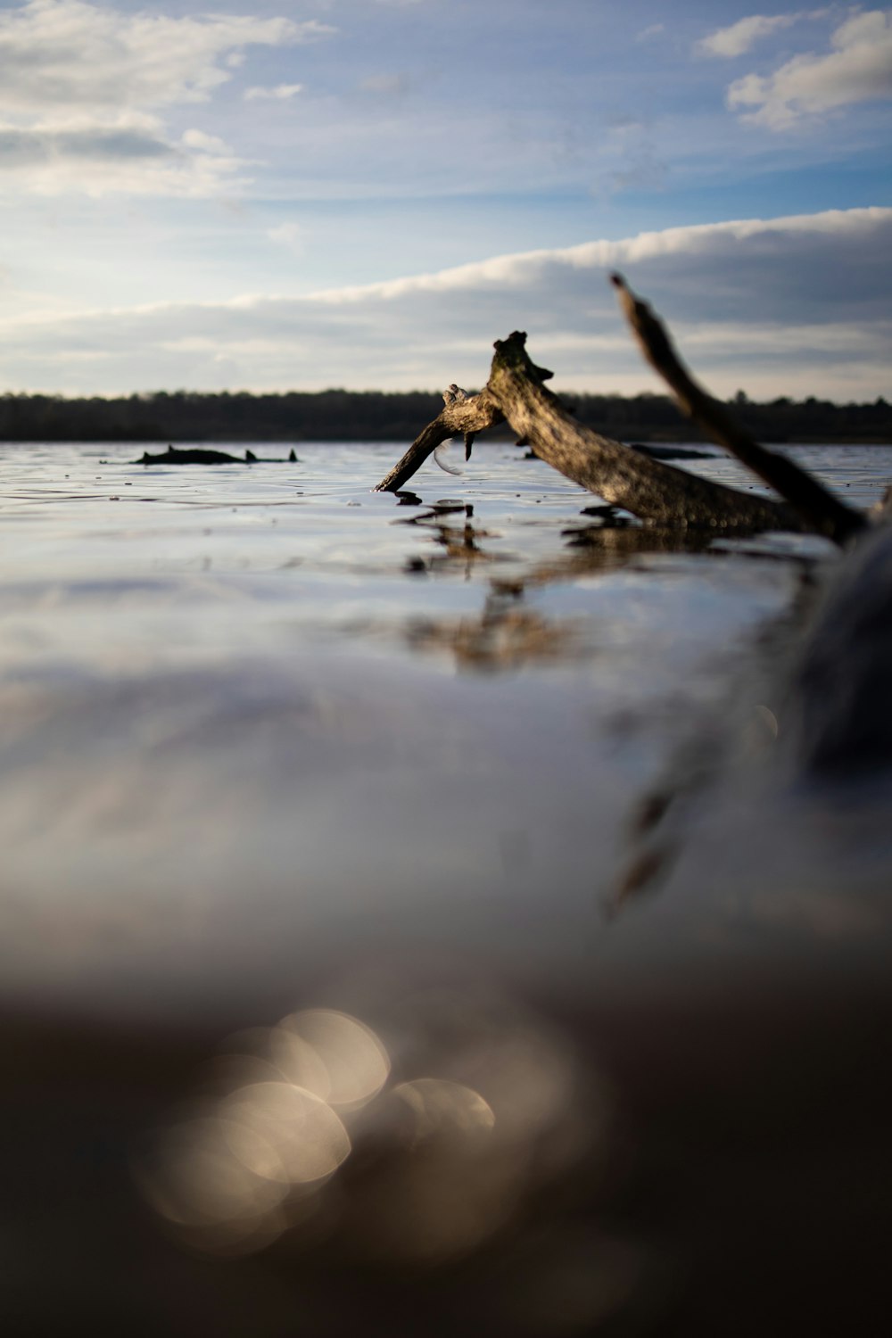 brown wood log on water