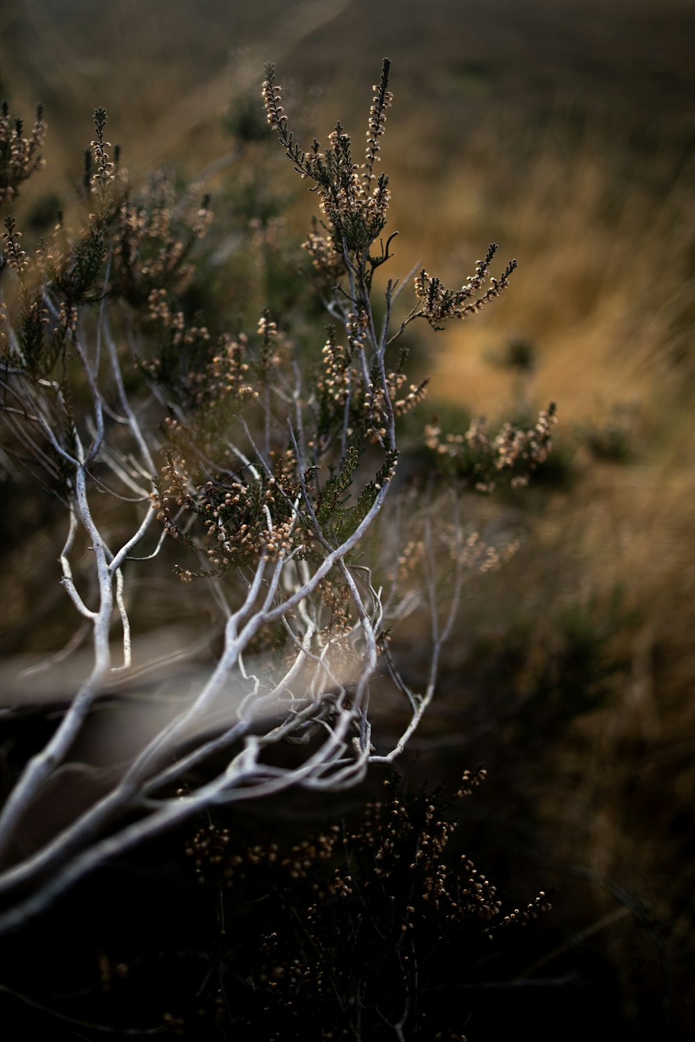 white and brown plant during daytime