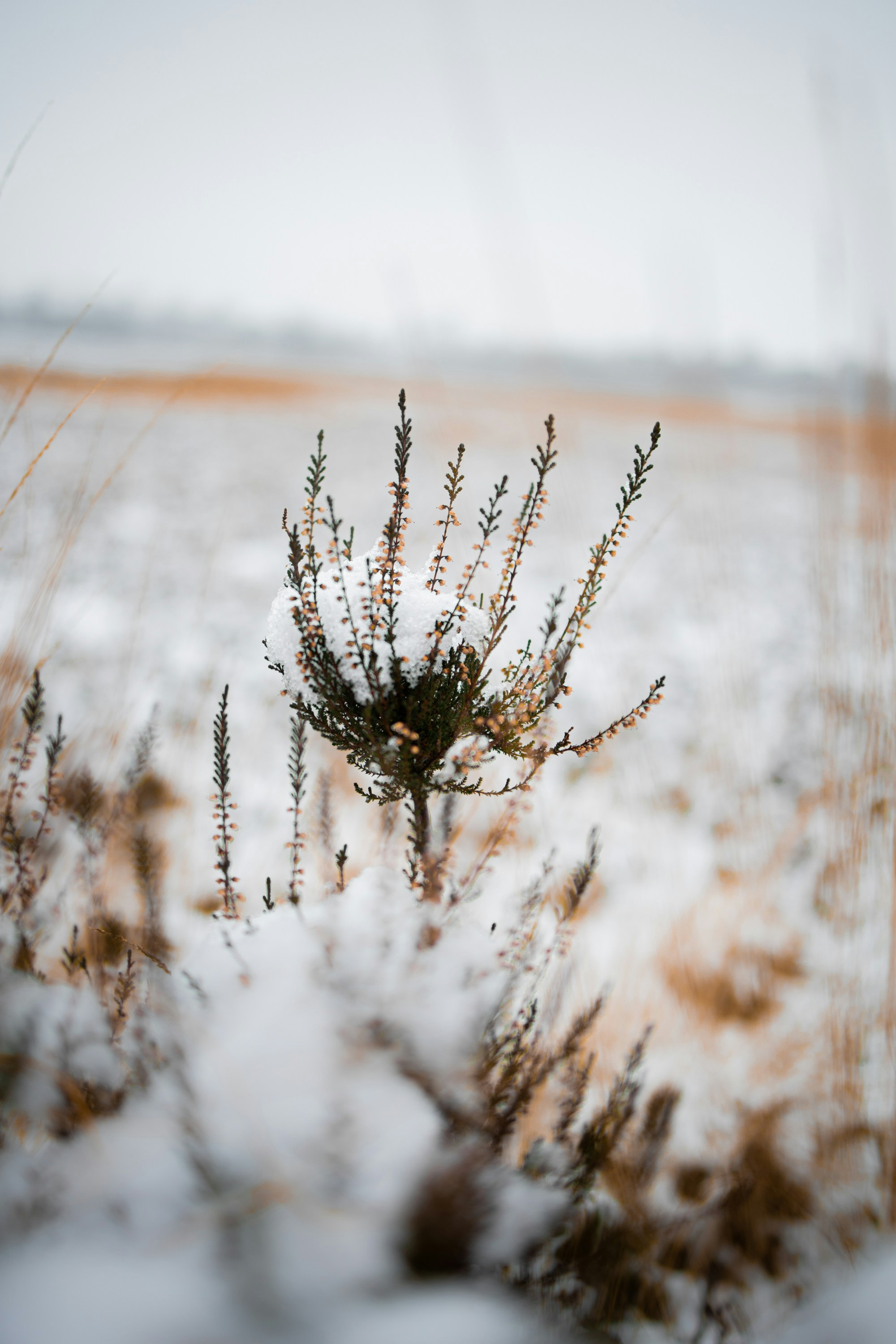 Photo by nothingbutpictures