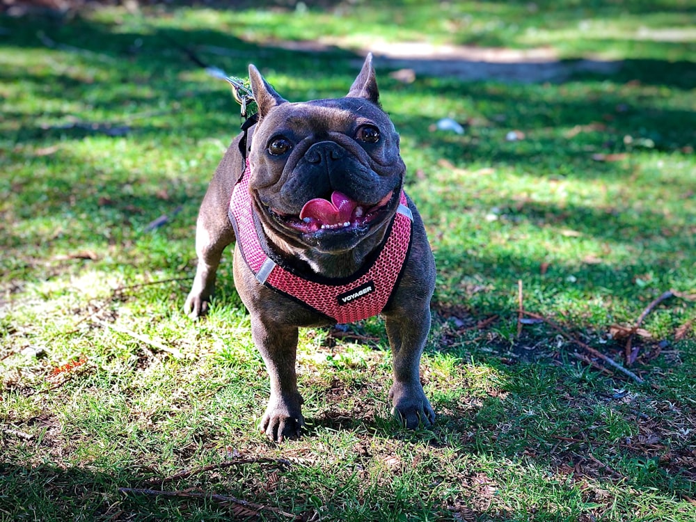 brown pug with red and black scarf on green grass field during daytime