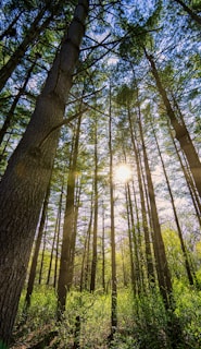 low angle photography of trees during daytime