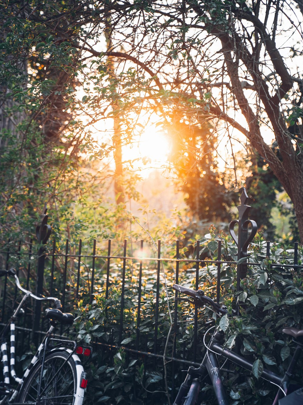 sun setting over green trees