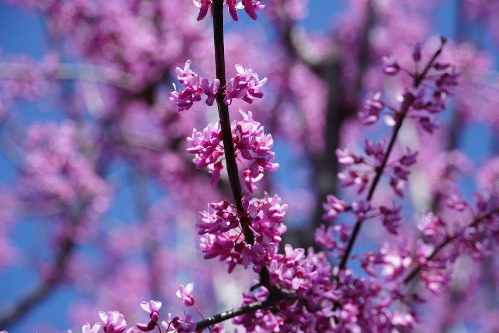 pink flowers in tilt shift lens