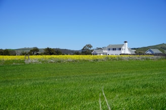 A cozy farmhouse surrounded by vibrant green fields under a clear blue sky.